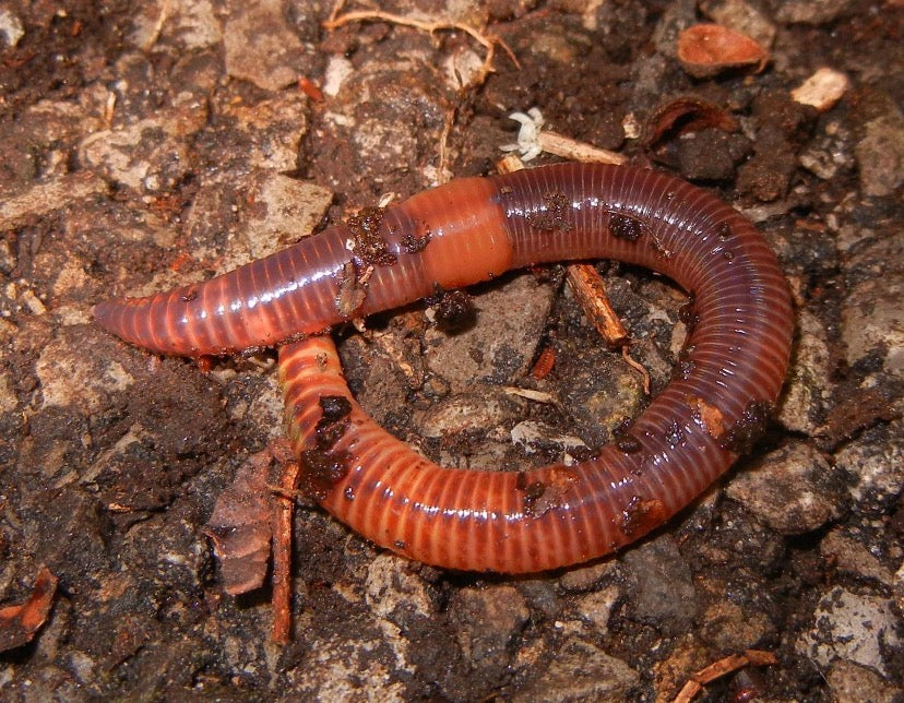 Hengelsportwormen Dendrobena – (Eisenia hortensis)