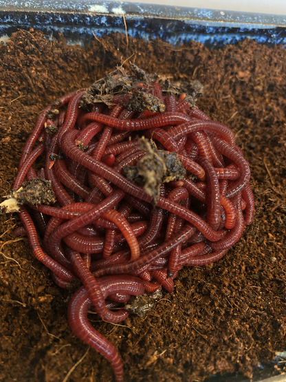 Compostwormen (Eisenia fetida)